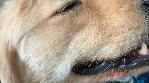 Golden Retriever gets Massage