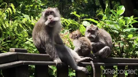 4k wildlife.