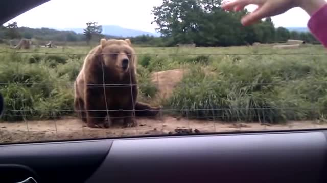 Polite Bear Waves Hello