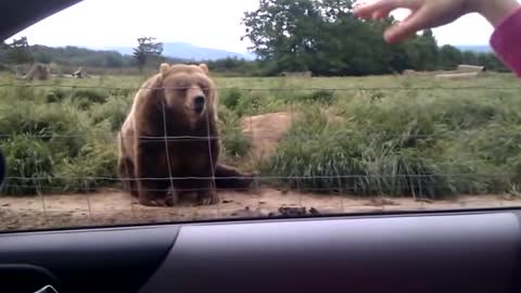 Polite Bear Waves Hello