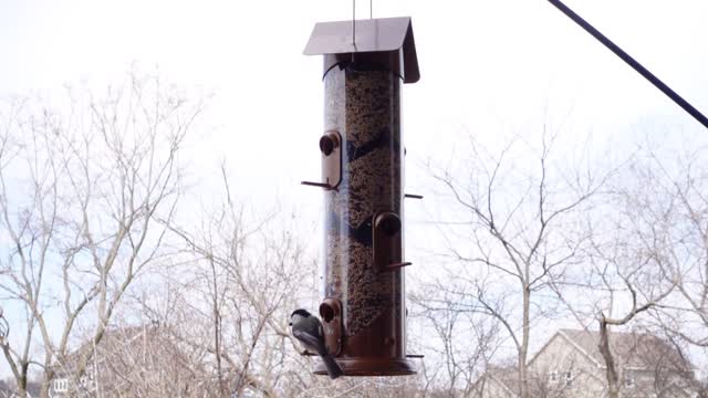 Slow Day at the Feeder