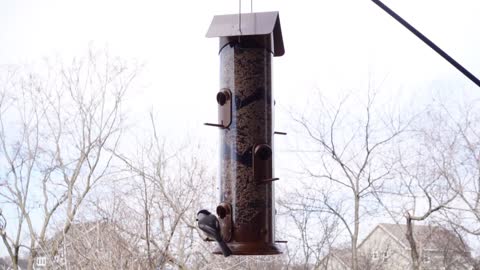 Slow Day at the Feeder