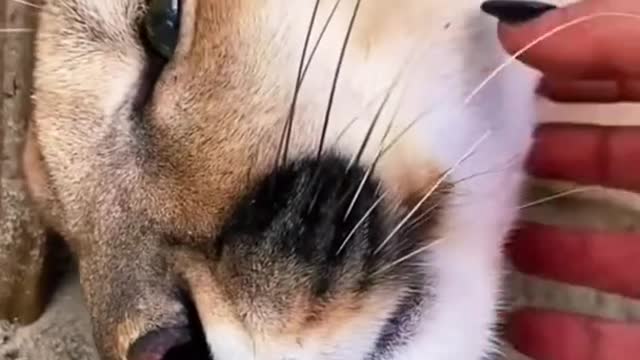 Big cat chin scratches & boops amazing