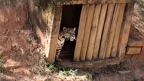 onça zoológico bh