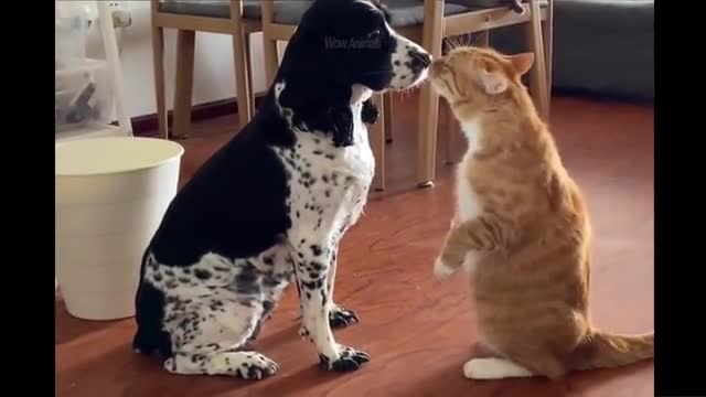 Cat & dog funny video