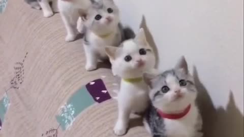 Beautiful cute cats In the queue