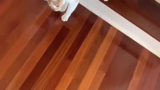 Cats are just self-contained liquid😂