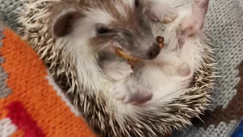 Hedgehog is having lunch