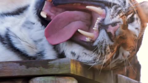"Predator Royalty: The Tiger King's Legacy"