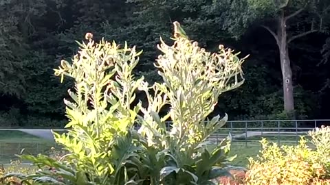 Birds in Lesnes Abbey - London