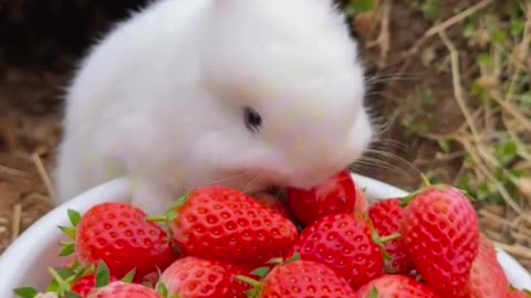 Rabbit eating strawberries