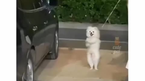 Animal funny moments 😂!