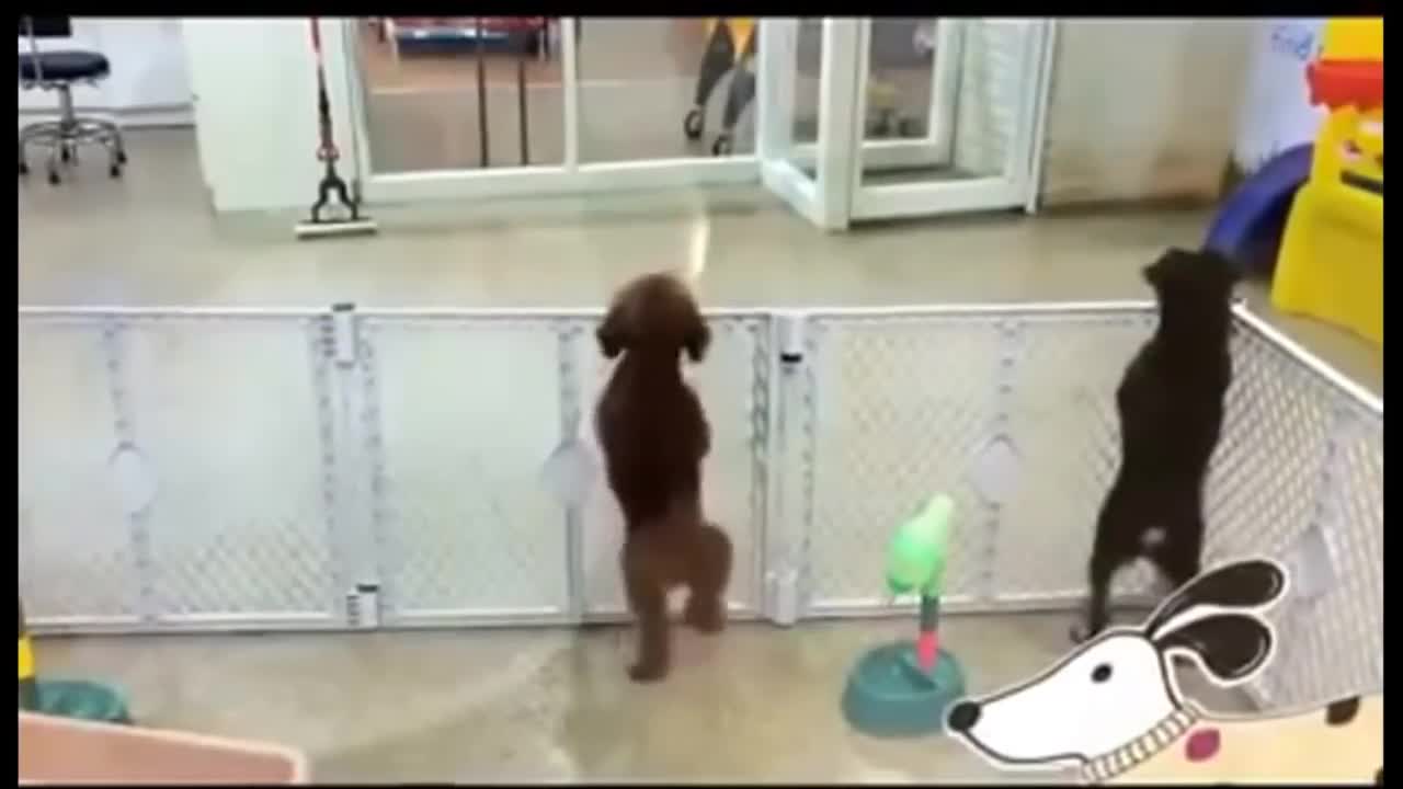 OMG Dancing Animals