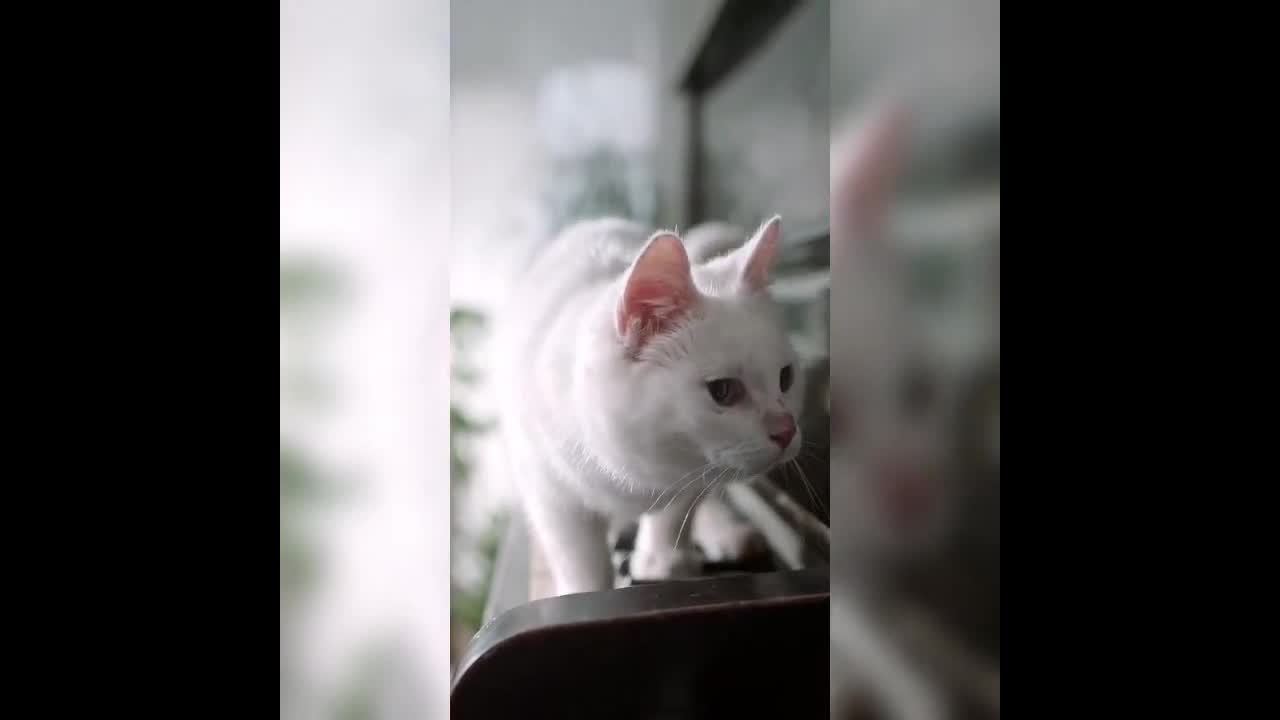 Baby cats cute and funny cats video compilation #1 video club