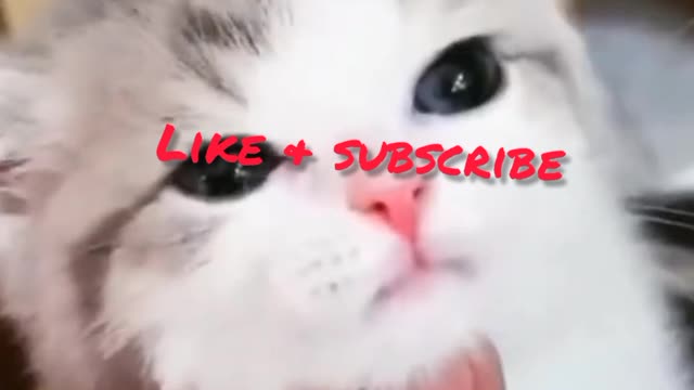 Cat-funny video