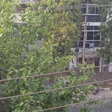 Baby pigeon has hatched from egg...