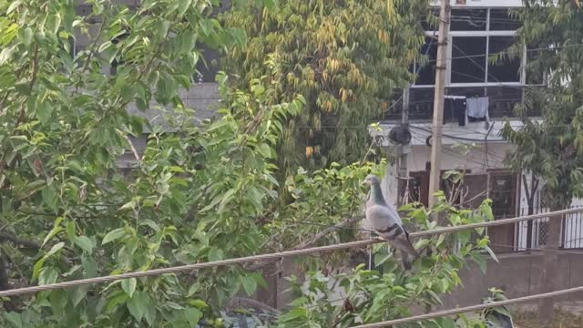 Baby pigeon has hatched from egg...