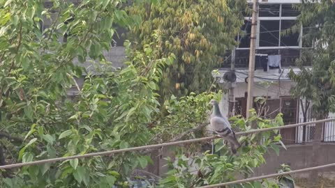 Baby pigeon has hatched from egg...