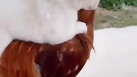 Dog in chaken funny