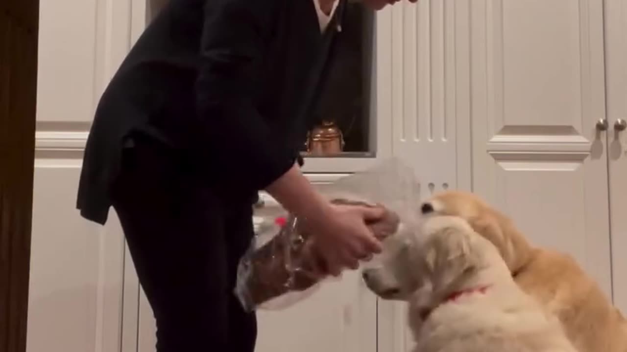 Peanut Detection Dog Checks That Food Is Safe For Daughter ❤️