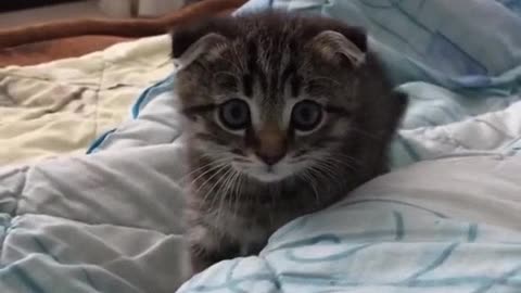 Сhponk cat