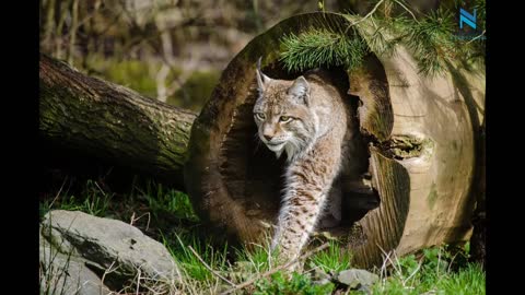 Bobcat incredible jumping ability