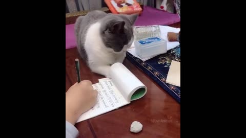 Funniest Animals - Best Of The 2021 Funny Animal Videos #17