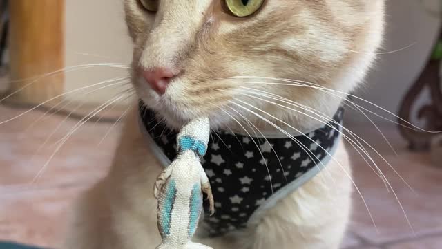 lizard kisses for catty