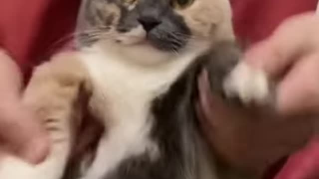 The Ultimate Viral Cat Video