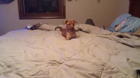 Excitable Puppy Plays Himself Right Off A Bed