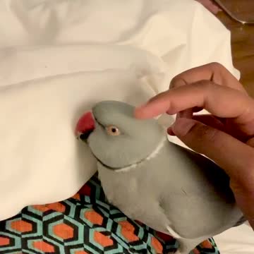 Talking parrot engages in casual evening conversation with owner