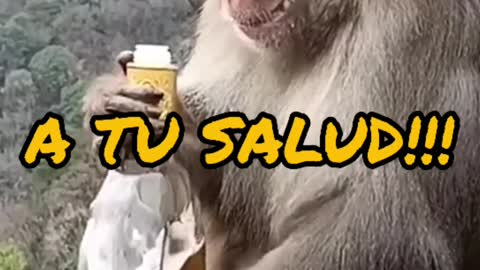 Drunk monkey