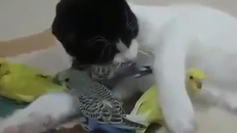 36 seconds cat and parrot video