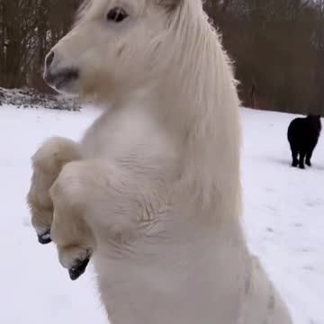 cute pony