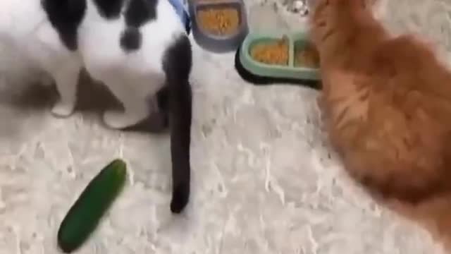 Funniest Cats 😹 Funny Cats Life