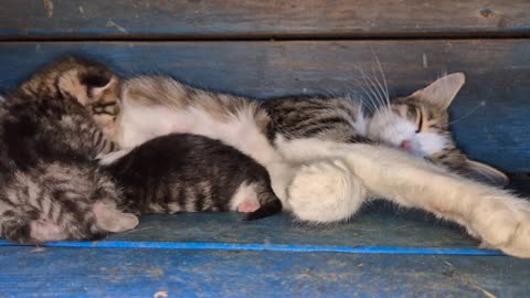 Mother cat hugs her kittens and does not want to give them to anyone