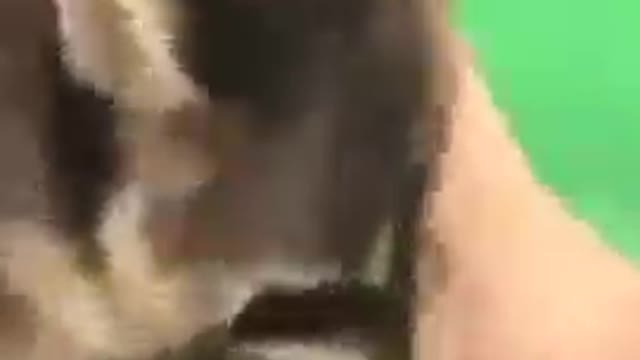 Animal stuff #Shorts #viral #virals #dogs #animals #cat.