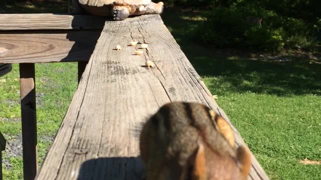 Edgar my Chipmunk Friend