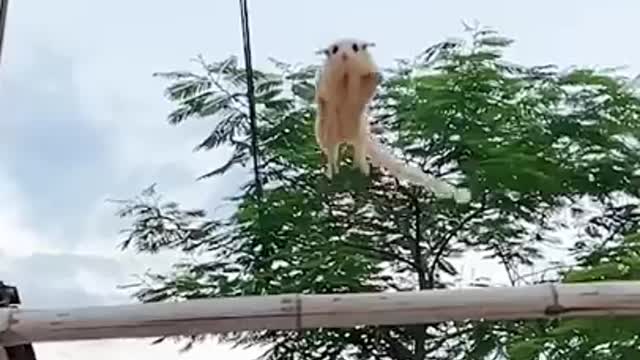 flying squirrel cute sugar glider flying and landing in hand #shorts