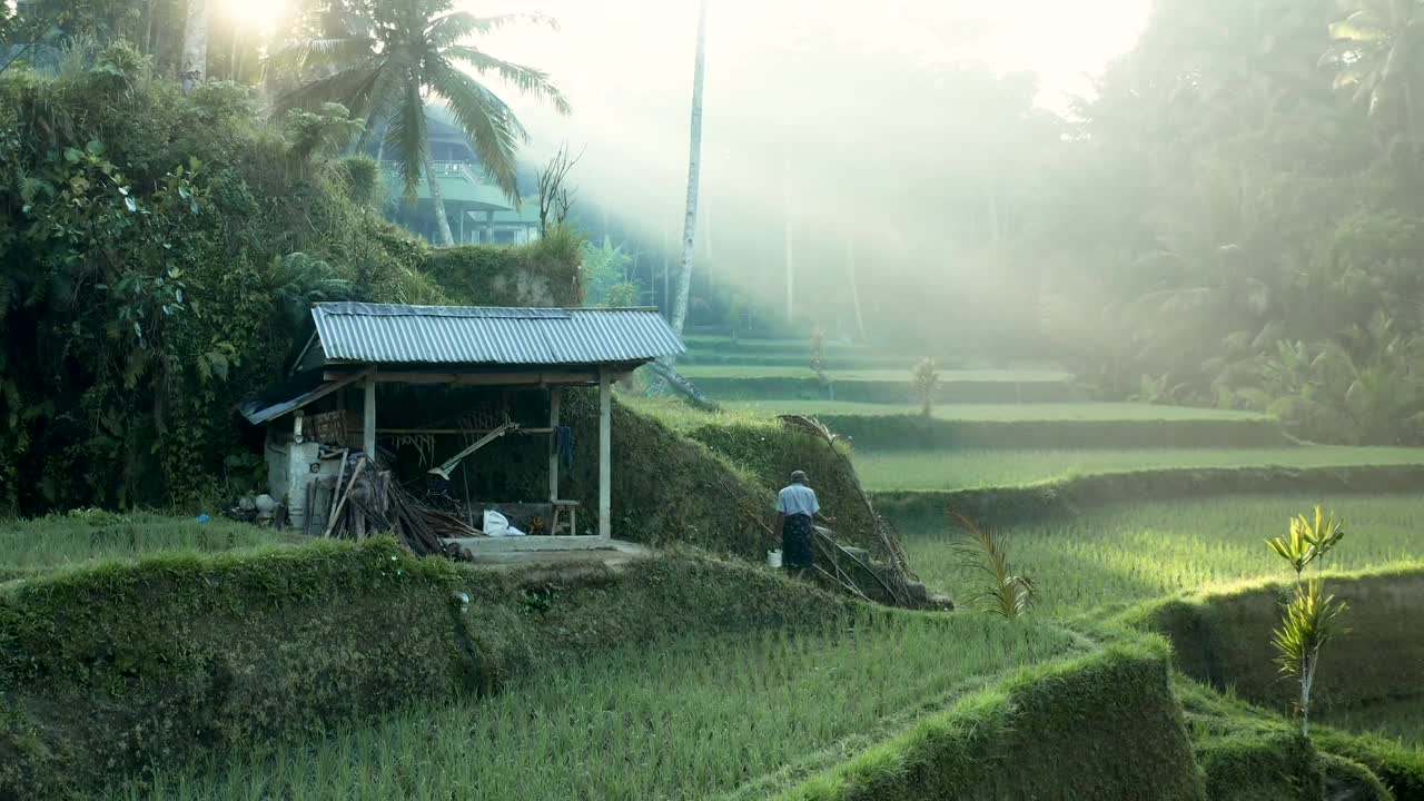 Free footage of beautiful rice fields in Bali Indonesia