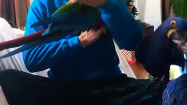 Parrots react to getting kissed by their owner