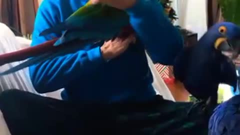 Parrots react to getting kissed by their owner