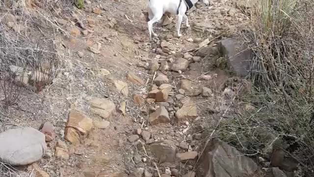 Toy Fox Terrier Hiking