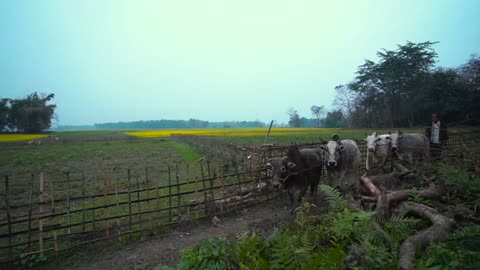 Most scenic beauty of Worlds Smallest River Island- MAJULI || Assam on world map