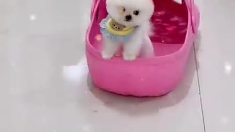 Cute🌹pom#short shorts video pomeranian--pome lovely video