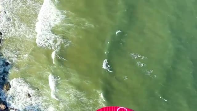 challenge paraglider