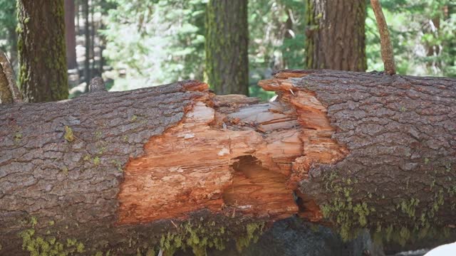 A Fallen Tree Trunk