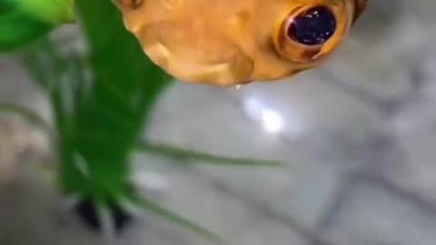 Big eyed puffer