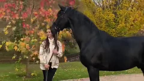 Horse Training Videos: Stretching Exercises For Better Performance