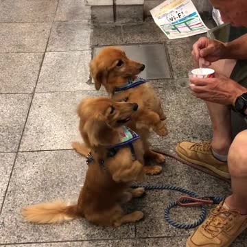 Pair of cutest dogs ever enjoy their ice cream in Kochi, Japan